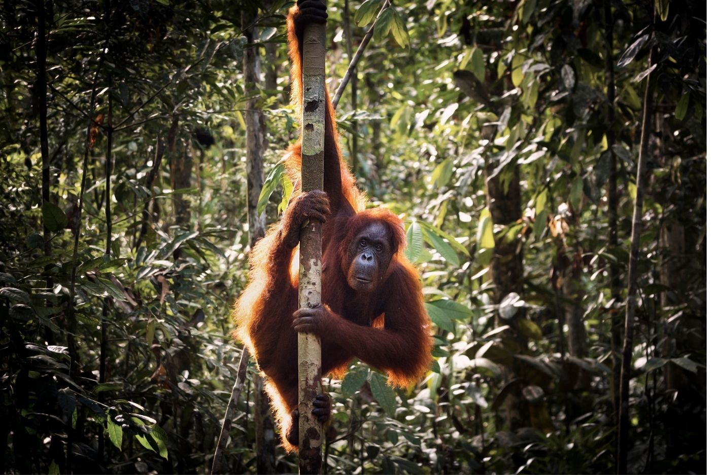 Hewan Langka di Indonesia Fakta, Ancaman, dan Upaya Nyata untuk Menjaganya