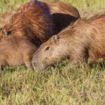 Berapa Harga Capybara di Indonesia Panduan Lengkap untuk Pecinta Hewan Eksotis
