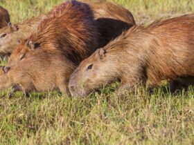 Berapa Harga Capybara di Indonesia Panduan Lengkap untuk Pecinta Hewan Eksotis