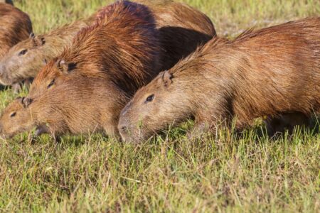 Berapa Harga Capybara di Indonesia Panduan Lengkap untuk Pecinta Hewan Eksotis