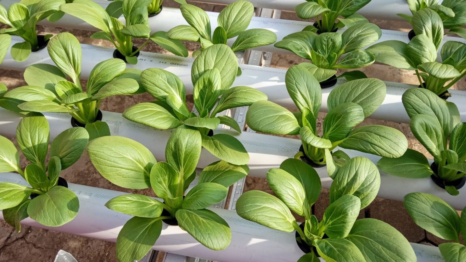 Mengenal Alat Pernapasan pada Tumbuhan Fungsi, Jenis, dan Prosesnya