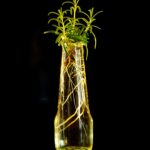 Akar Tunggang: Fungsi, Ciri, dan Peran Penting bagi Tanaman