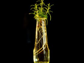 Akar Tunggang: Fungsi, Ciri, dan Peran Penting bagi Tanaman