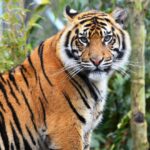 Harimau Sumatera: Fakta, Habitat, dan Upaya Pelestariannya di Indonesia