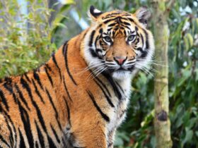 Harimau Sumatera: Fakta, Habitat, dan Upaya Pelestariannya di Indonesia