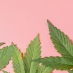 Manfaat Ganja: Fakta Medis, Risiko, dan Perspektif Ilmiah yang Perlu Dipahami