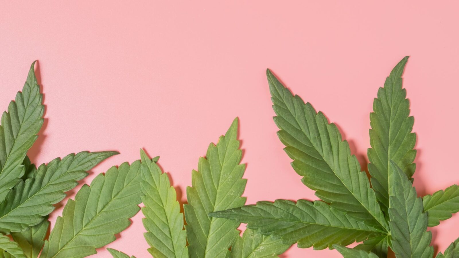 Manfaat Ganja: Fakta Medis, Risiko, dan Perspektif Ilmiah yang Perlu Dipahami