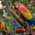 Nama Nama Burung di Indonesia dan Dunia: Panduan Lengkap untuk Mengenal Jenisnya