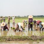 Swasembada Pangan: Strategi, Tantangan, dan Peran Indonesia di Masa Depan