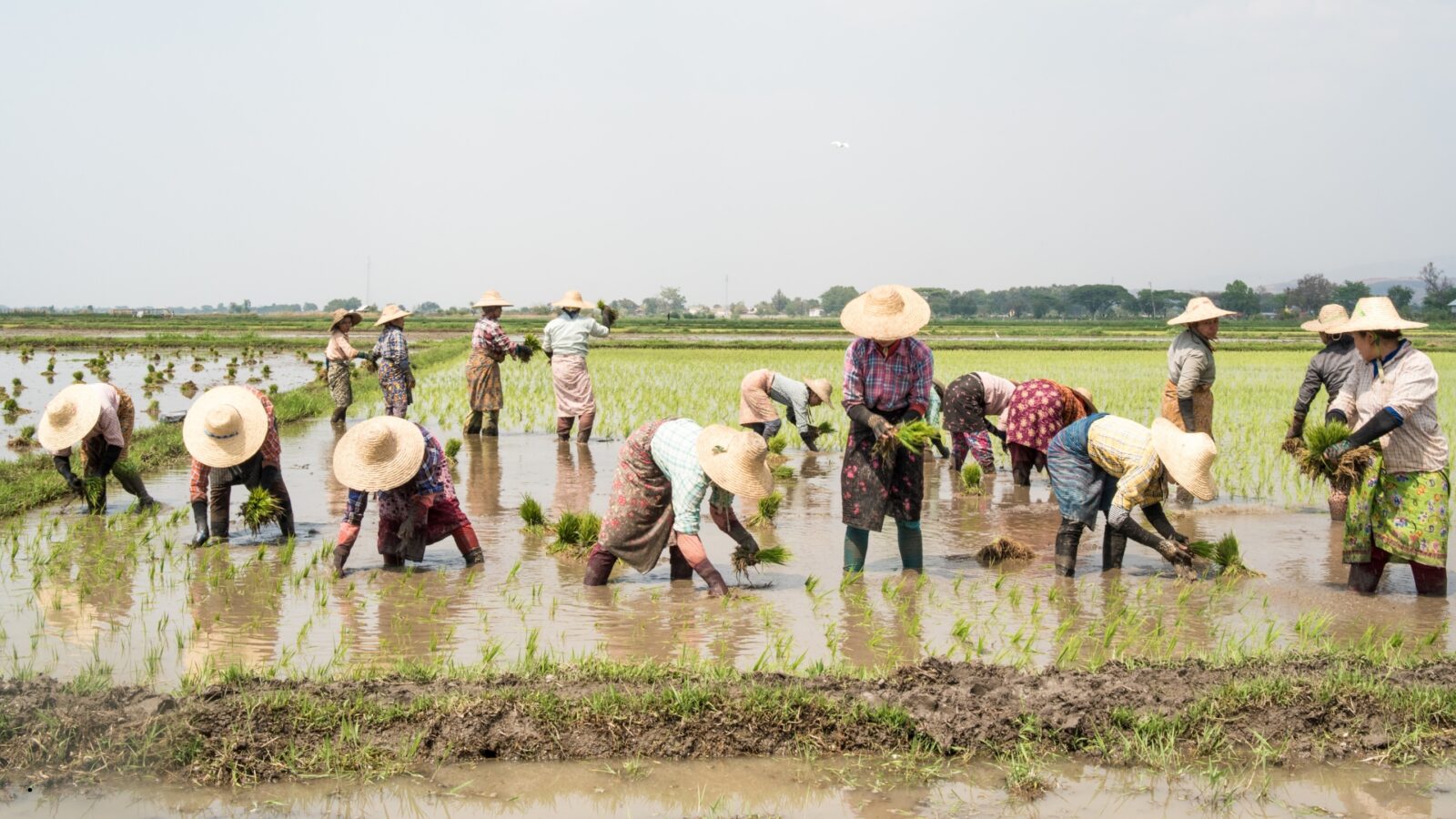 Swasembada Pangan: Strategi, Tantangan, dan Peran Indonesia di Masa Depan