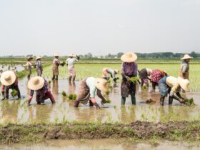 Swasembada Pangan: Strategi, Tantangan, dan Peran Indonesia di Masa Depan