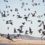 Fenomena Migrasi Burung di Indonesia: Penyebab, Rute Populer, dan Upaya Konservasi