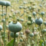 Menelusuri Sejarah dan Dampak Opium di Dunia