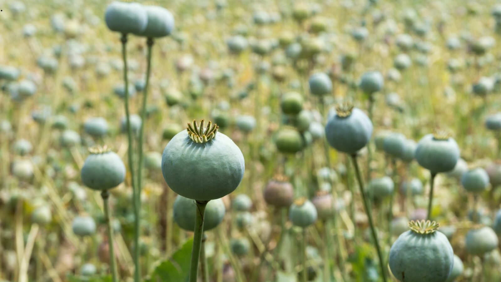 Menelusuri Sejarah dan Dampak Opium di Dunia
