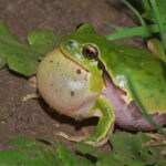 Siklus Hidup Katak: Tahapan Lengkap dari Telur hingga Katak Dewasa