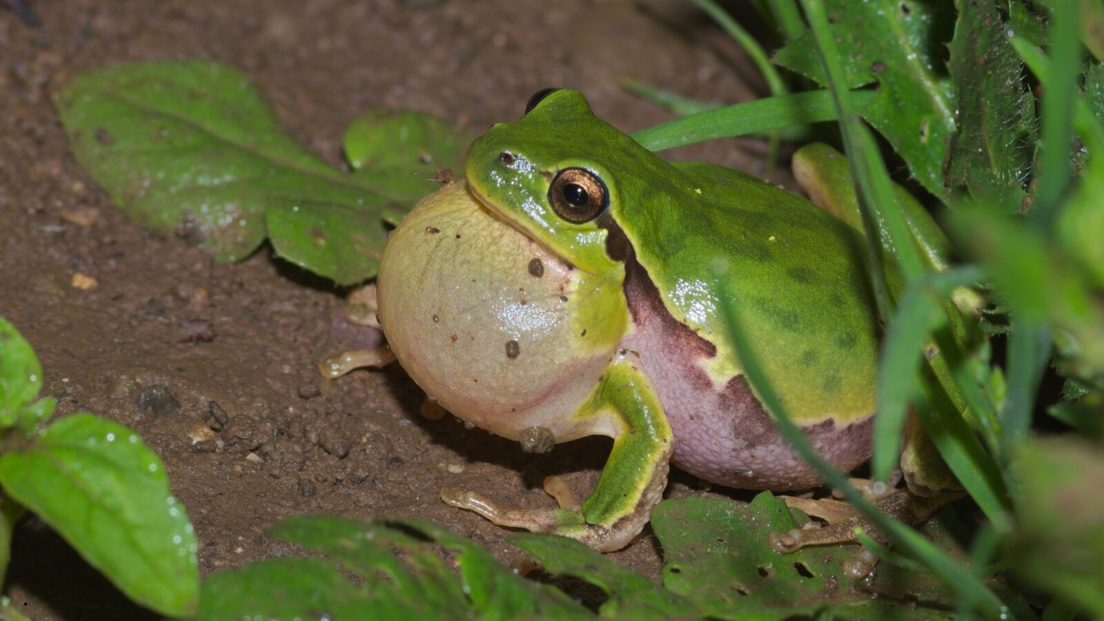 Siklus Hidup Katak: Tahapan Lengkap dari Telur hingga Katak Dewasa