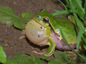 Siklus Hidup Katak: Tahapan Lengkap dari Telur hingga Katak Dewasa