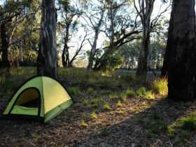 Camping Area Panduan Lengkap Menikmati Liburan Alam yang Nyaman