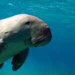 Fakta Unik Ikan Dugong atau Duyung di Perairan Indonesia dan Status Konservasinya
