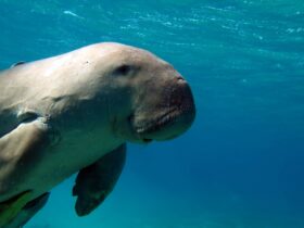 Fakta Unik Ikan Dugong atau Duyung di Perairan Indonesia dan Status Konservasinya