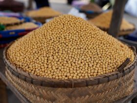 Harga Kedelai per Kg Hari Ini dan Prediksi Harga di Masa Mendatang